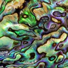 Beignet Necklace - Abalone